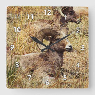 Beautiful Ram Resting in the Grass Square Wall Clock
