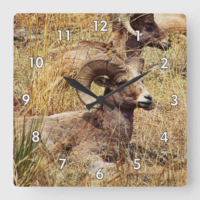 Beautiful Ram Resting in the Grass Square Wall Clock (Front)