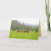 Beautiful ranch, cows & green pasture, farm scene