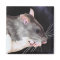 Beautiful Rat Painting