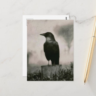Beautiful Raven Vintage Photography Postcard