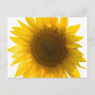 Beautiful Real Sunflower Photo Minimalist Pattern Postcard