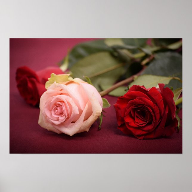 Beautiful Red and Pink Roses Poster (Front)