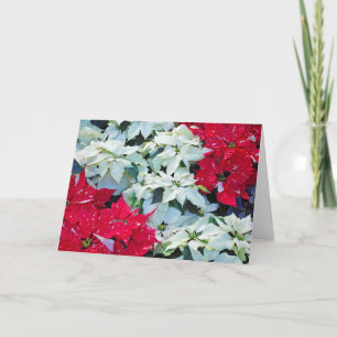 Beautiful red and white christmas poinsettia card