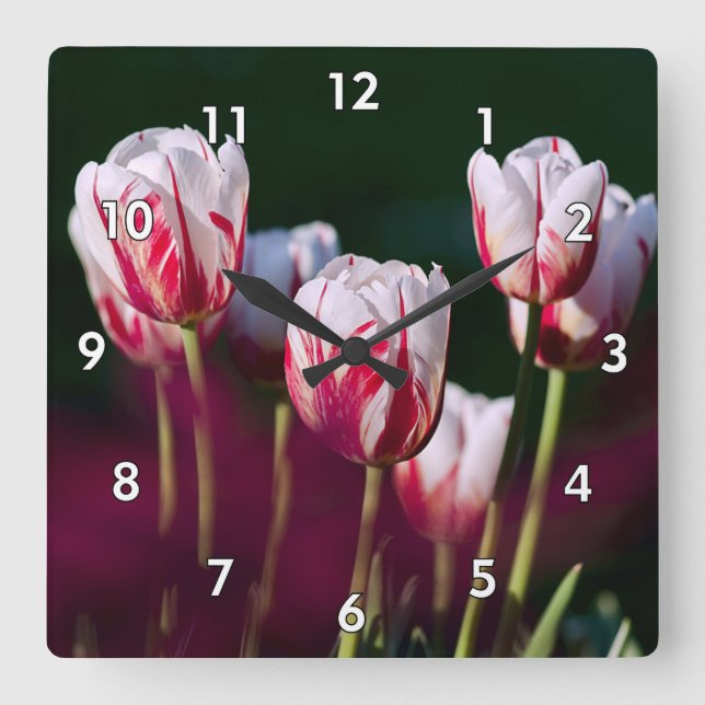 Beautiful Red and White Tulips Square Wall Clock (Front)