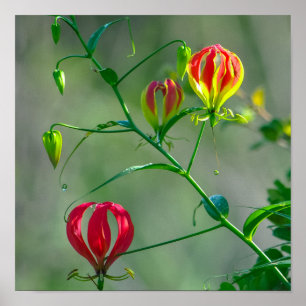 Beautiful Red And Yellow Flame Lily Photo Poster
