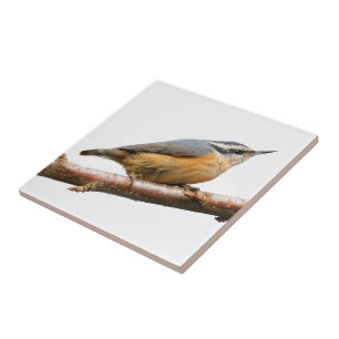 Beautiful Red-Breasted Nuthatch on a Branch Tile