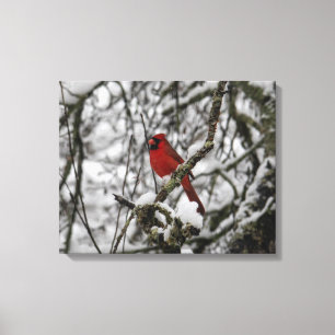 Beautiful Red Cardinal in a Snow Filled Tree Canvas Print