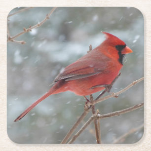 Beautiful Red Cardinal Waiting out the Snow Square Paper Coaster