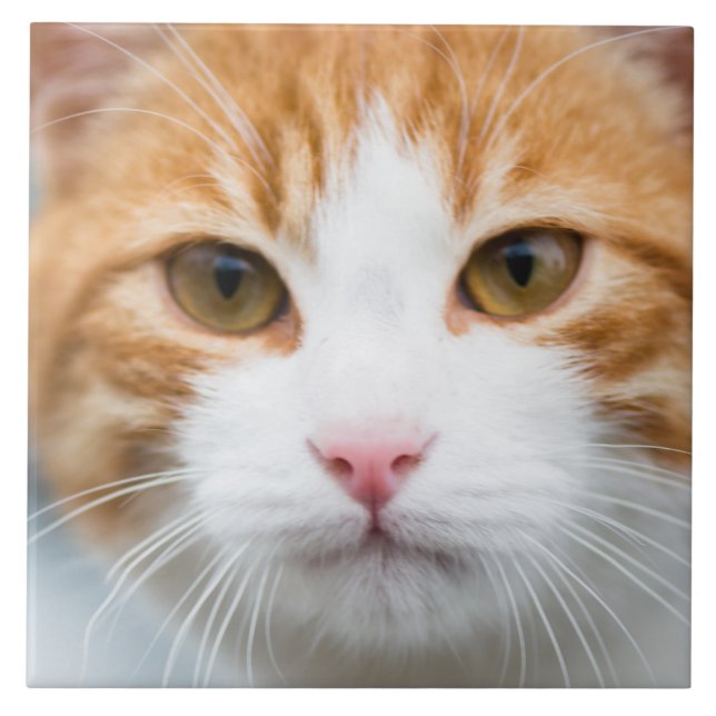 Beautiful red cat tile (Front)