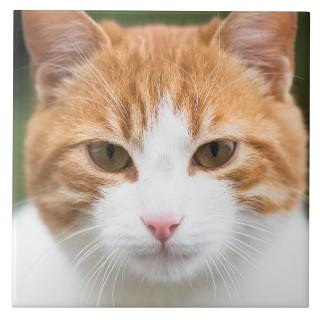 Beautiful red cat tile (Front)