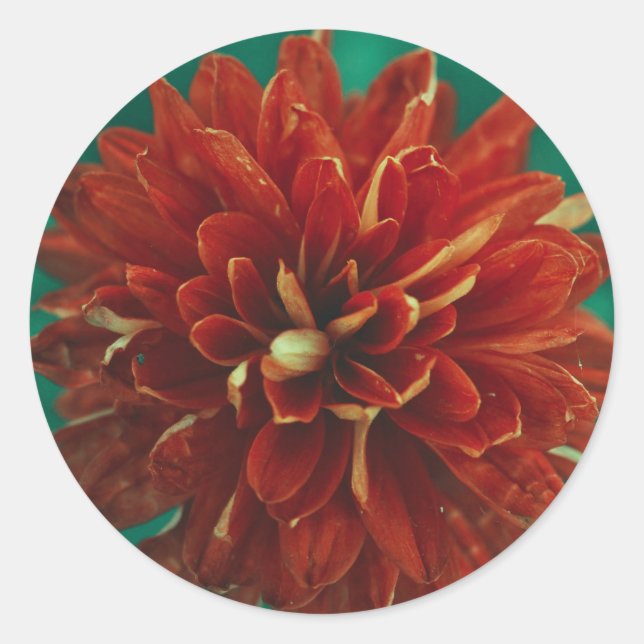 Beautiful Red Dahlia Flower Wedding Favour Sticker (Front)