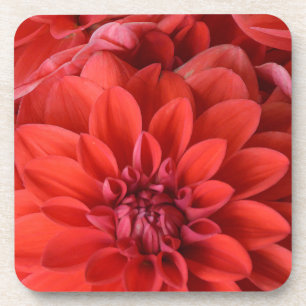 Beautiful red dahlia flowers coaster
