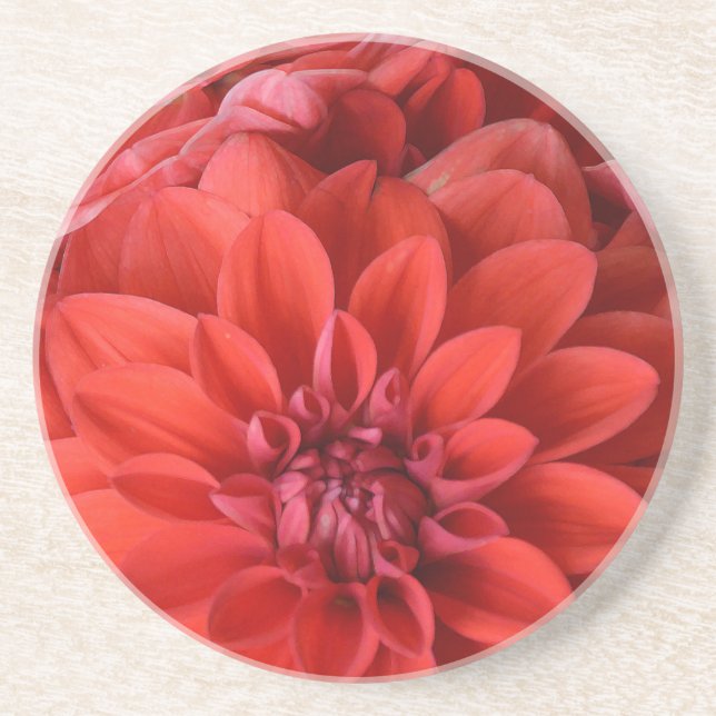 Beautiful red dahlia flowers coaster (Front)