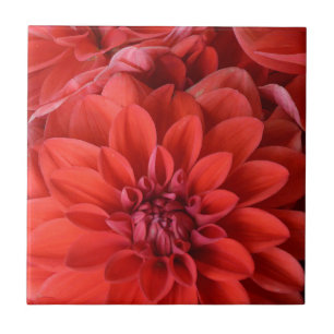 Beautiful red dahlia flowers tile