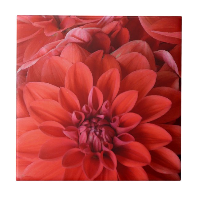 Beautiful red dahlia flowers tile (Front)