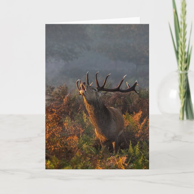 Beautiful Red Deer at Dawn Greeting Card (Front)