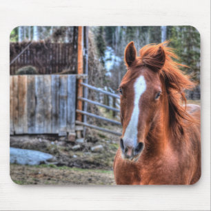 Beautiful Red Dun Ranch Horse Equine Photo Mouse Pad