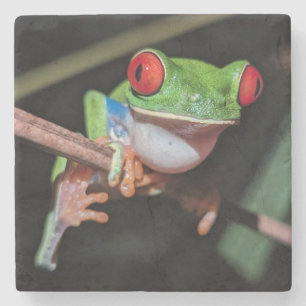 Beautiful Red Eyed Tree Frog on a Branch Stone Coaster