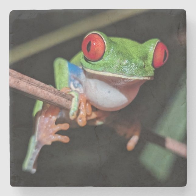 Beautiful Red Eyed Tree Frog on a Branch Stone Coaster (Front)