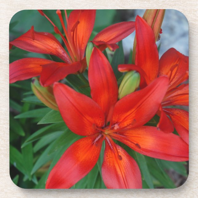 Beautiful Red Flower Coaster (Front)