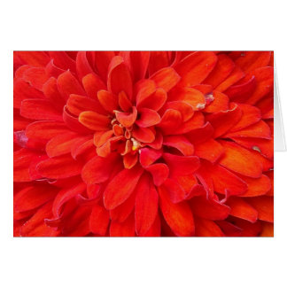 Beautiful red flower petals