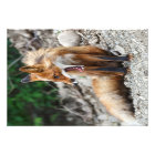 Beautiful red fox with wide open mouth