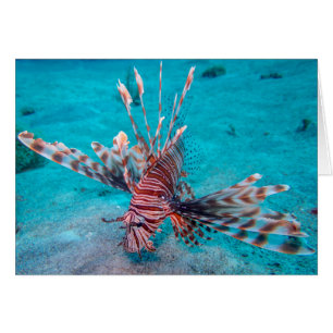 Beautiful Red Lion Fish