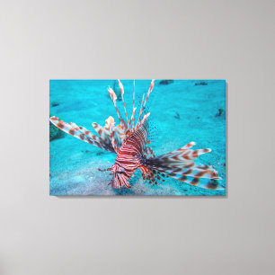 Beautiful Red Lion Fish Canvas Print
