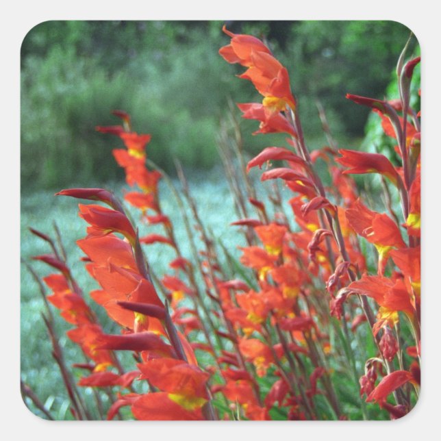 Beautiful Red Orange Gladiolus Flowers Square Sticker (Front)