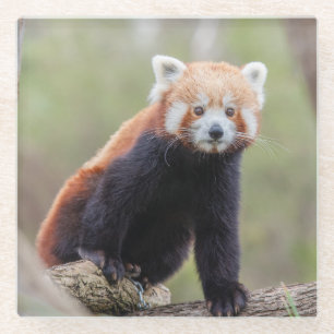 Beautiful Red Panda on a Branch Glass Coaster