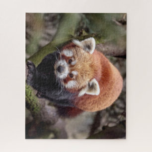 Beautiful Red Panda on a Branch Jigsaw Puzzle
