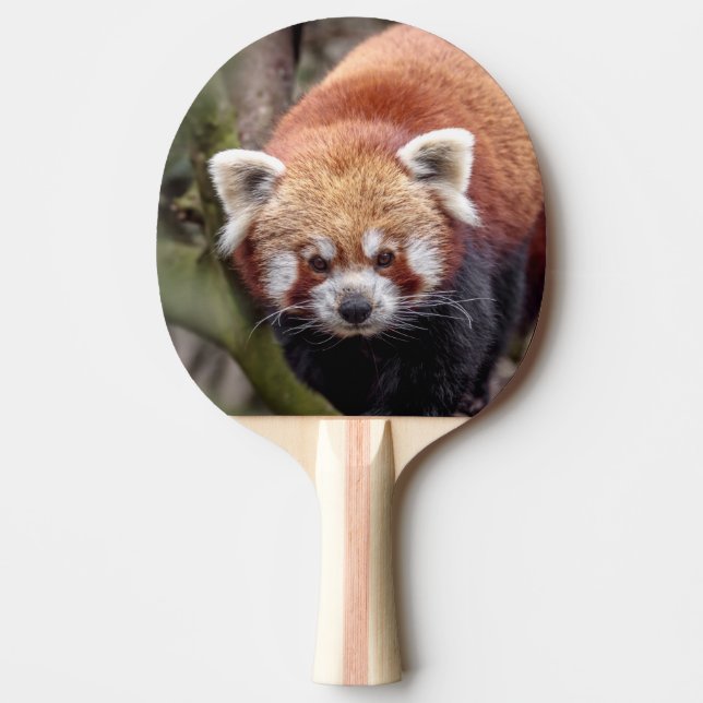 Beautiful Red Panda on a Branch Ping Pong Paddle (Front)