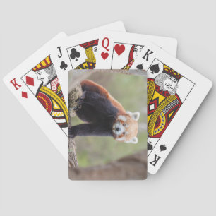 Beautiful Red Panda on a Branch Playing Cards