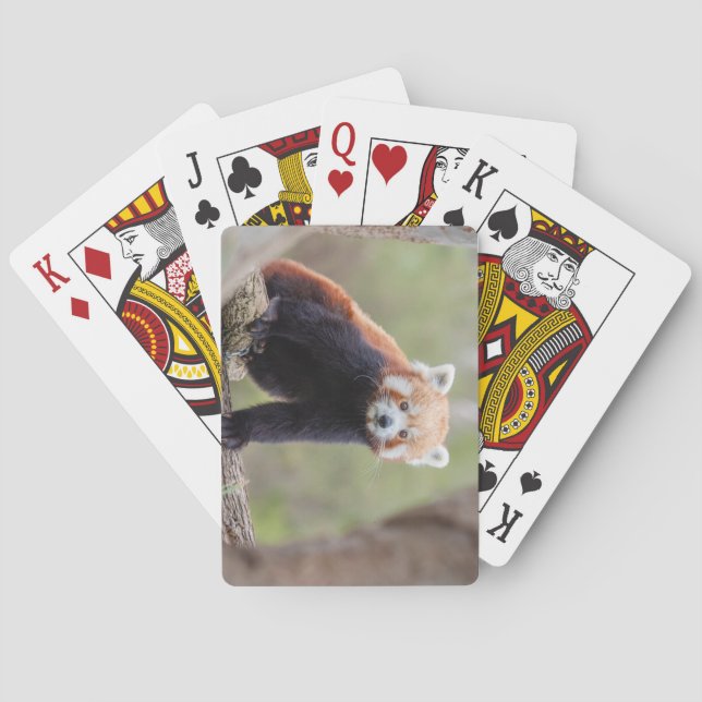 Beautiful Red Panda on a Branch Playing Cards (Back)