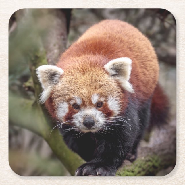Beautiful Red Panda on a Branch Square Paper Coaster (Front)
