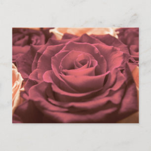 Beautiful red pink roses flowers photo romantic re postcard