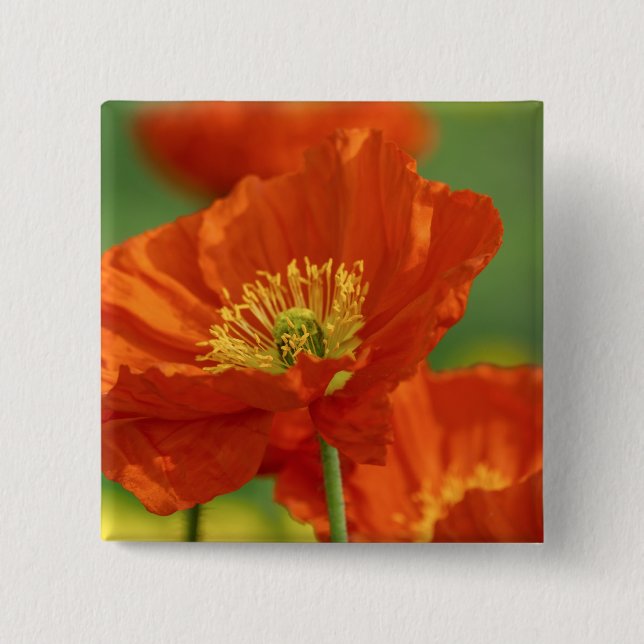 Beautiful Red Poppy 15 Cm Square Badge (Front)