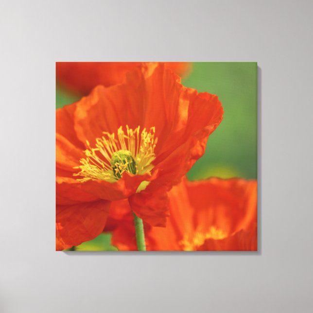 Beautiful Red Poppy Canvas Print (Front)