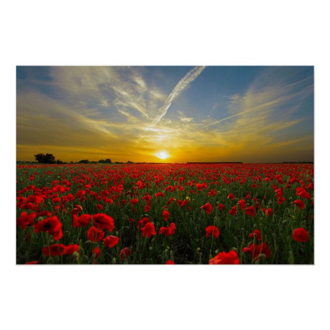 Beautiful Red Poppy Field Sunset Photography Poster (Front)