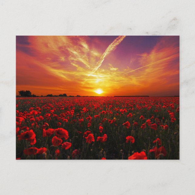 Beautiful red poppy flower field sunset postcard (Front)