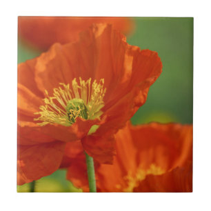Beautiful Red Poppy Tile