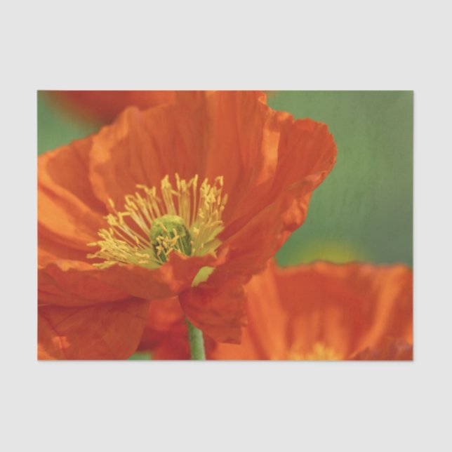Beautiful Red Poppy Tissue Paper (Front)