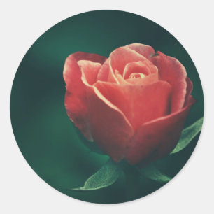 Beautiful Red Rose Flower Wedding Favour Sticker