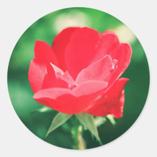 Beautiful Red Rose Flower Wedding Favour Sticker