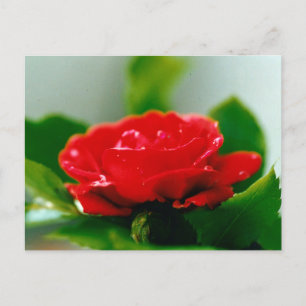 Beautiful Red Rose Morning Dew Drops Holiday Postcard