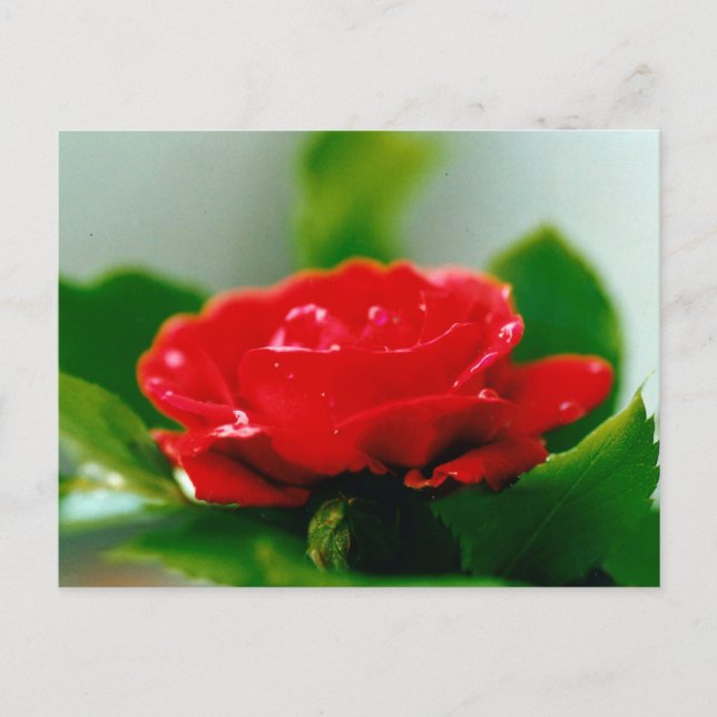 Beautiful Red Rose Morning Dew Drops Holiday Postcard (Front)