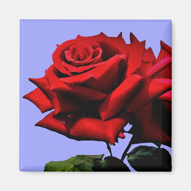 Beautiful Red Rose Nature Floral  Magnet (Front)