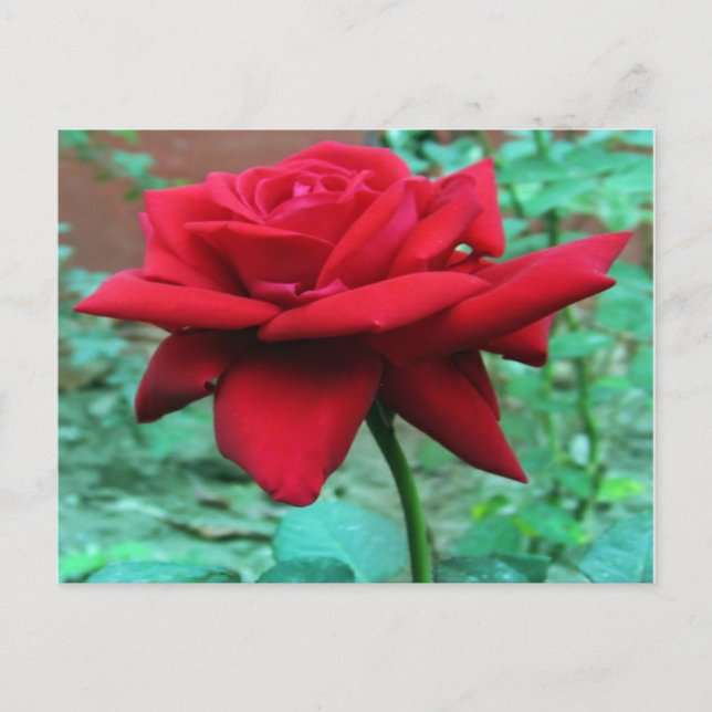 Beautiful Red Rose Postcard (Front)