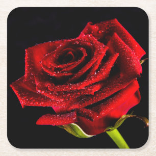 Beautiful red rose square paper coaster